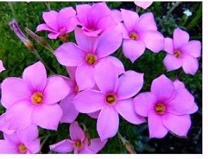 CGASPL Oxalis Pink Flower Bulbs (Pack Of 10) 3 CGASPL Oxalis Pink Flower Bulbs (Pack Of 10)