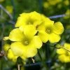 CGASPL Oxalis Yellow Flower Bulbs (Pack Of 10) Rainy Flower Bulbs