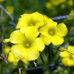 CGASPL Oxalis Yellow Flower Bulbs (Pack Of 10) Rainy Flower Bulbs