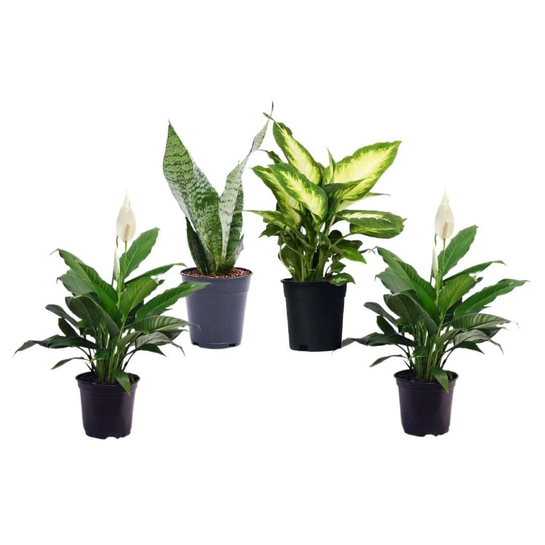 CGASPL 3 Indoor Plant Pack - Peace Lily ,Snake Plant, Dieffenbachia Diffenbachia 3 CGASPL 3 Indoor Plant Pack - Peace Lily ,Snake Plant, Dieffenbachia Diffenbachia