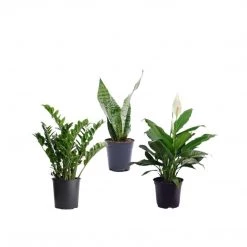 CGASPL 3 Indoor Plant Pack - Snake Plant ,Peace Lily, ZZ Plant Other Plant Packs