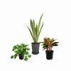 CGASPL Other Plant Packs 3 Indoor Plant Pack - Money Plant Green, Snake Plant And Aglonema Lipstick 1 CGASPL Other Plant Packs 3 Indoor Plant Pack - Money Plant Green, Snake Plant And Aglonema Lipstick