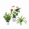 CGASPL 3 Indoor Plant Pack - Anthurium, ZZ Plant, Fern Plant