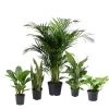 CGASPL 5 Indoor Plant Pack - Areca Palm, Fiscus Elastic Rubber Plant, Peace Lily, Snake Plant, Golden Money Plant