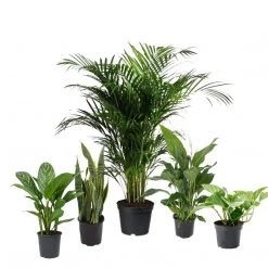 CGASPL 5 Indoor Plant Pack - Areca Palm, Fiscus Elastic Rubber Plant, Peace Lily, Snake Plant, Golden Money Plant