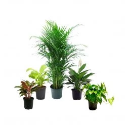 CGASPL 5 Indoor Plant Pack - Aglaonema Lipstick, Green Money Plant, Syngonium Plant, Areca Palm, Peace Lily