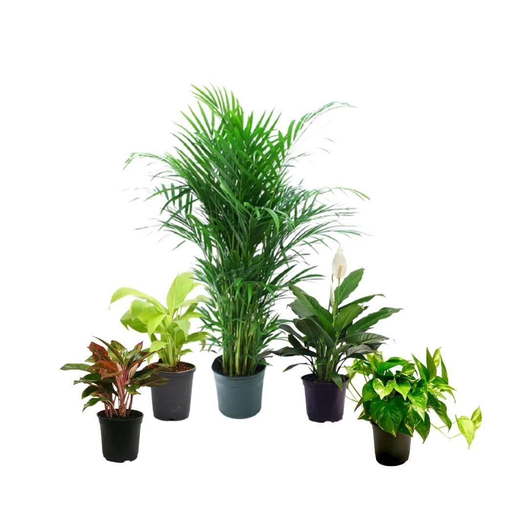 CGASPL 5 Indoor Plant Pack - Aglaonema Lipstick, Green Money Plant, Syngonium Plant, Areca Palm, Peace Lily 3 CGASPL 5 Indoor Plant Pack - Aglaonema Lipstick, Green Money Plant, Syngonium Plant, Areca Palm, Peace Lily