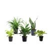 CGASPL 5 Indoor Plant Pack - Green Money Plant, Peace Lily, Spider Plant, Snake Plant, Syngonium Plant