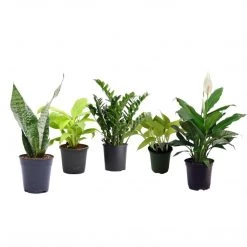 CGASPL 5 Indoor Plant Pack - Green Money Plant, Green Peace Lily, Zz Plant, Snake Plant, Syngonium Plant