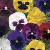 CGASPL Pansy Colossus Blotched Mix Flower Seeds Imported Flower Seeds