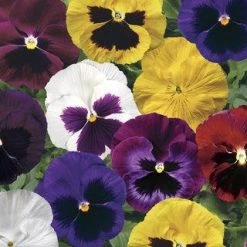 CGASPL Pansy Colossus Blotched Mix Flower Seeds Imported Flower Seeds