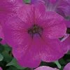 Sakata Seeds Imported Flower Seeds Petunia Single Gf. Eagle Plum Vein Flower Seeds