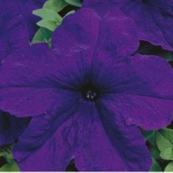 Sakata Seeds Petunia Single Gf. Eagle Blue Flower Seeds