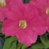 Sakata Seeds Imported Flower Seeds Petunia Single Gf. Eagle Pink Flower Seeds
