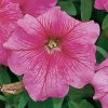 Sakata Seeds Petunia Single Gf. Eagle Pink Vein Flower Seeds