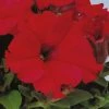 Sakata Seeds Imported Flower Seeds Petunia Single Gf. Eagle Red Flower Seeds