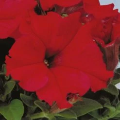 Sakata Seeds Imported Flower Seeds Petunia Single Gf. Eagle Red Flower Seeds