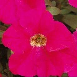 Sakata Seeds Petunia Single Gf. Eagle Rose Flower Seeds Imported Flower Seeds