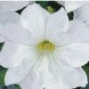 Sakata Seeds Petunia Single Gf. Eagle White Flower Seeds 2 Sakata Seeds Petunia Single Gf. Eagle White Flower Seeds