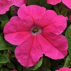 Pan American Seeds Imported Flower Seeds Petunia Single Gf. Ez Rider Pink Deep Flower Seeds
