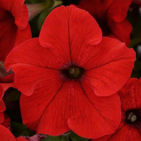 Pan American Seeds Petunia Single Gf. Ez Rider Red Flower Seeds Imported Flower Seeds 3 Pan American Seeds Petunia Single Gf. Ez Rider Red Flower Seeds Imported Flower Seeds