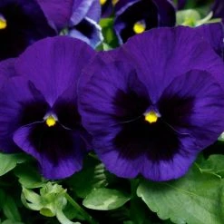 CGASPL Pansy Maj. Gts II Deep Blue W/B Type Flower Seeds Imported Flower Seeds