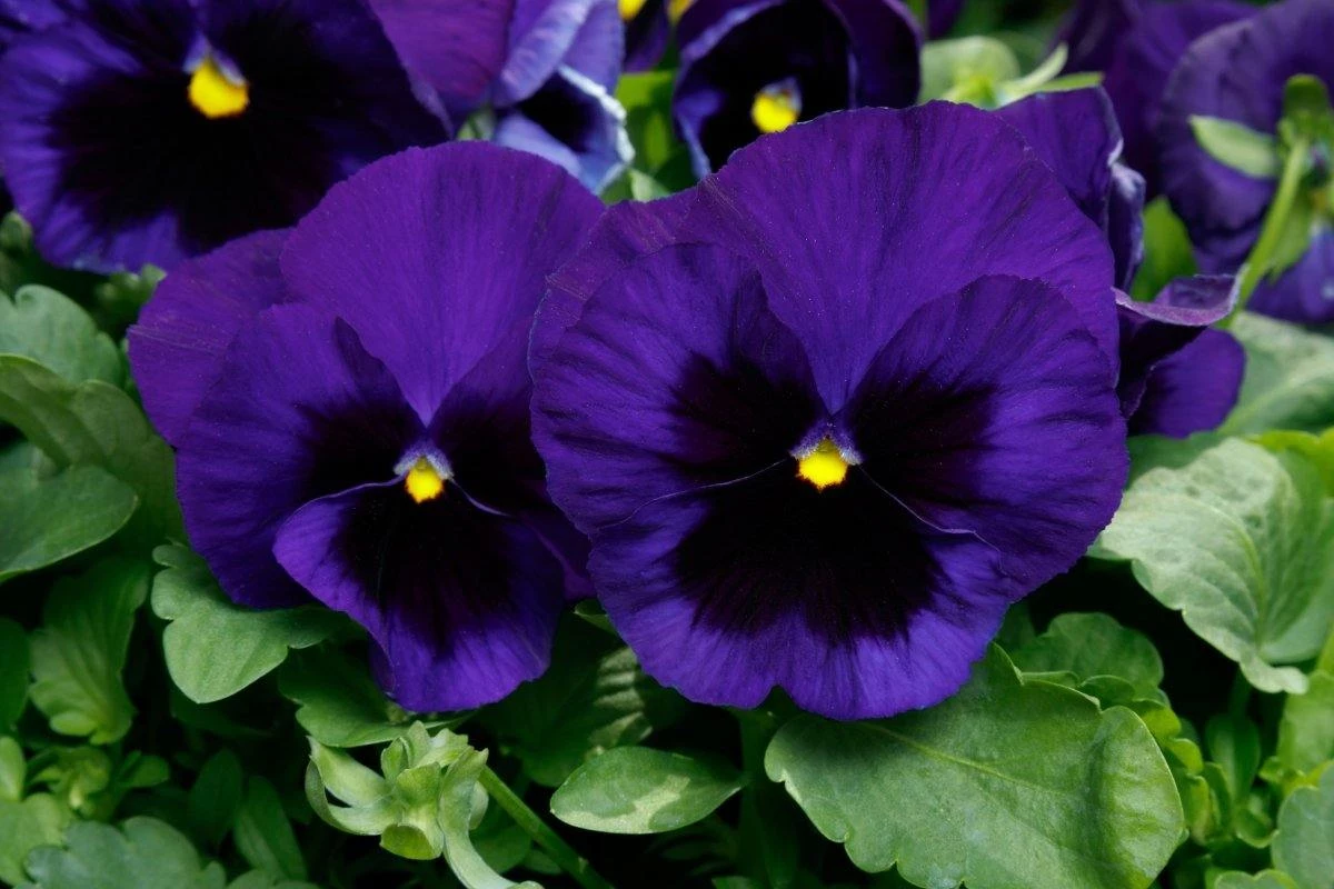 CGASPL Pansy Maj. Gts II Deep Blue W/B Type Flower Seeds Imported Flower Seeds 3 CGASPL Pansy Maj. Gts II Deep Blue W/B Type Flower Seeds Imported Flower Seeds