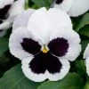 CGASPL Pansy Maj. Gts II White W/Blotch Type Flower Seeds
