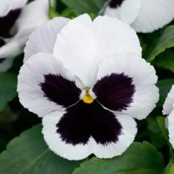 CGASPL Pansy Maj. Gts II White W/Blotch Type Flower Seeds