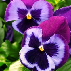 CGASPL Pansy Maj. Gts II Blue Jeans Flower Seeds Imported Flower Seeds