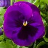 CGASPL Pansy Maj. Gts II Purple W/Blotch Type Flower Seeds
