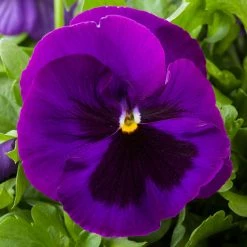 CGASPL Pansy Maj. Gts II Purple W/Blotch Type Flower Seeds