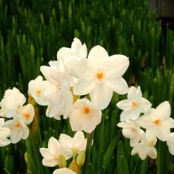 CGASPL Winter Flower Bulbs Paper White Color Flower Bulbs (Pack Of 6 Bulbs)