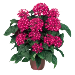 CGASPL Imported Flower Seeds Pentas Graffiti Bright Red Flower Seeds