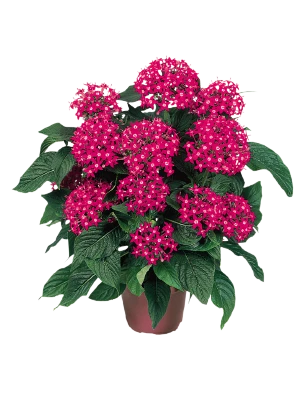 CGASPL Imported Flower Seeds Pentas Graffiti Bright Red Flower Seeds 4 CGASPL Imported Flower Seeds Pentas Graffiti Bright Red Flower Seeds