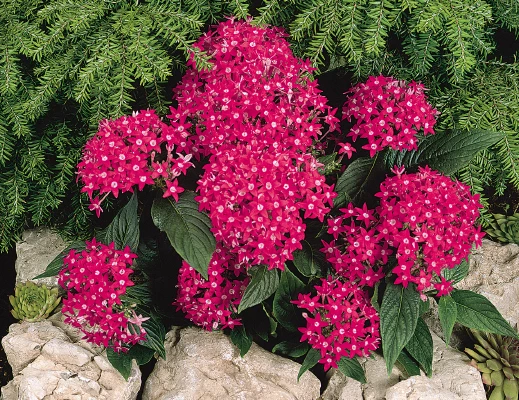 CGASPL Imported Flower Seeds Pentas Graffiti Bright Red Flower Seeds 3 CGASPL Imported Flower Seeds Pentas Graffiti Bright Red Flower Seeds
