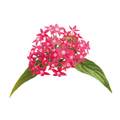 CGASPL Imported Flower Seeds Pentas Graffiti Bright Red Flower Seeds 7 CGASPL Imported Flower Seeds Pentas Graffiti Bright Red Flower Seeds