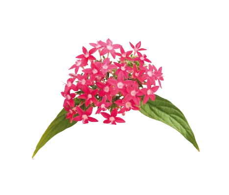 CGASPL Imported Flower Seeds Pentas Graffiti Bright Red Flower Seeds 5 CGASPL Imported Flower Seeds Pentas Graffiti Bright Red Flower Seeds