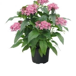 CGASPL Pentas Graffiti 20/20 Lavender Pink Flower Seeds Imported Flower Seeds
