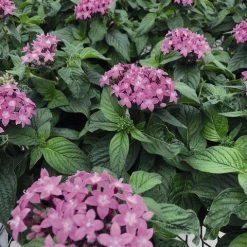 CGASPL Pentas Graffiti 20/20 Lavender Pink Flower Seeds Imported Flower Seeds