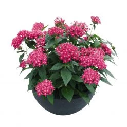 CGASPL Imported Flower Seeds Pentas Graffiti 20/20 Lazer Pink Flower Seeds