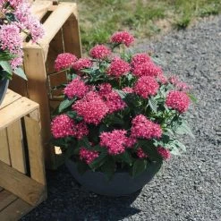CGASPL Imported Flower Seeds Pentas Graffiti 20/20 Lazer Pink Flower Seeds