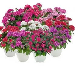 CGASPL Pentas Graffiti 20/20 Mix Flower Seeds Imported Flower Seeds