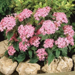 CGASPL Pentas Graffiti Pink Flower Seeds