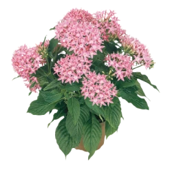 CGASPL Pentas Graffiti Pink Flower Seeds