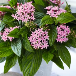 CGASPL Pentas Graffiti Pink Flower Seeds
