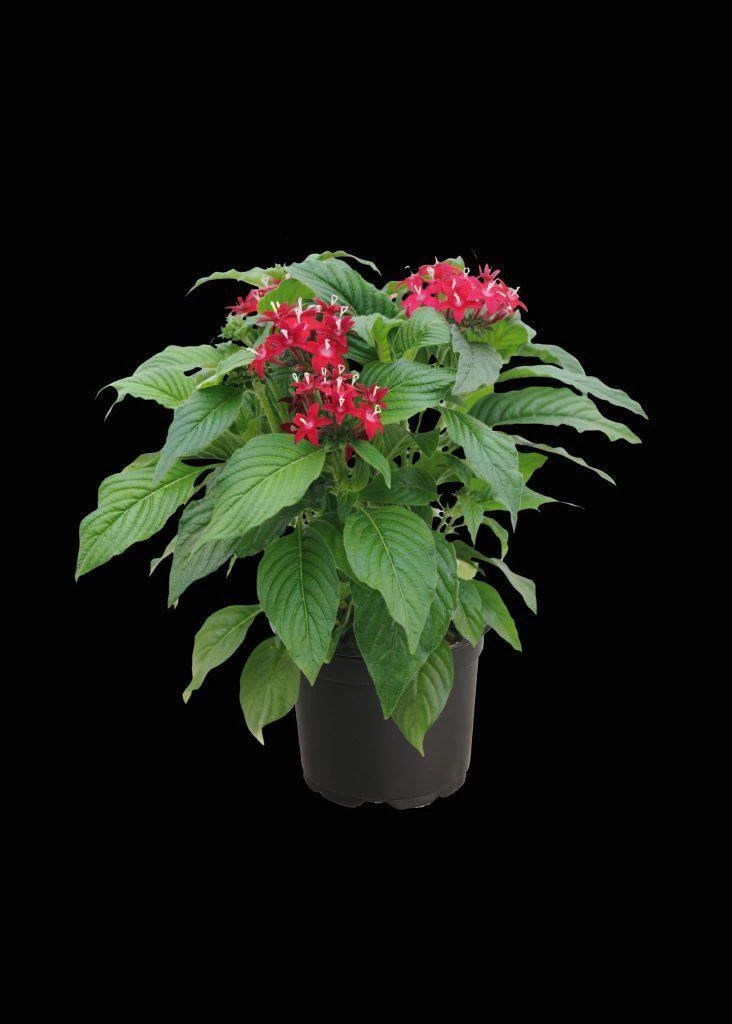CGASPL Pentas Graffiti 20/20 Ruby Flower Seeds 4 CGASPL Pentas Graffiti 20/20 Ruby Flower Seeds