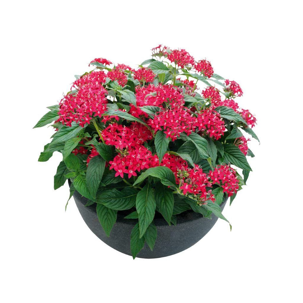 CGASPL Pentas Graffiti 20/20 Ruby Flower Seeds 5 CGASPL Pentas Graffiti 20/20 Ruby Flower Seeds