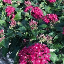CGASPL Pentas Graffiti 20/20 Ruby Flower Seeds 9 CGASPL Pentas Graffiti 20/20 Ruby Flower Seeds
