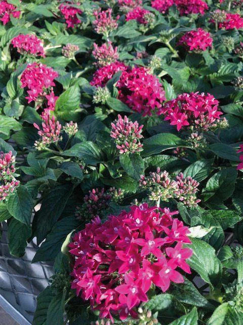 CGASPL Pentas Graffiti 20/20 Ruby Flower Seeds 6 CGASPL Pentas Graffiti 20/20 Ruby Flower Seeds